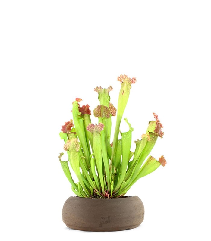 Sarracenia Velvet XL