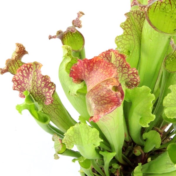 Sarracenia Velvet XL