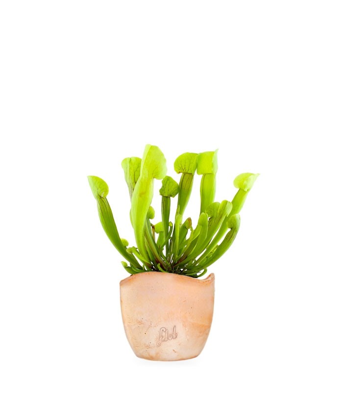 Sarracenia Vogel