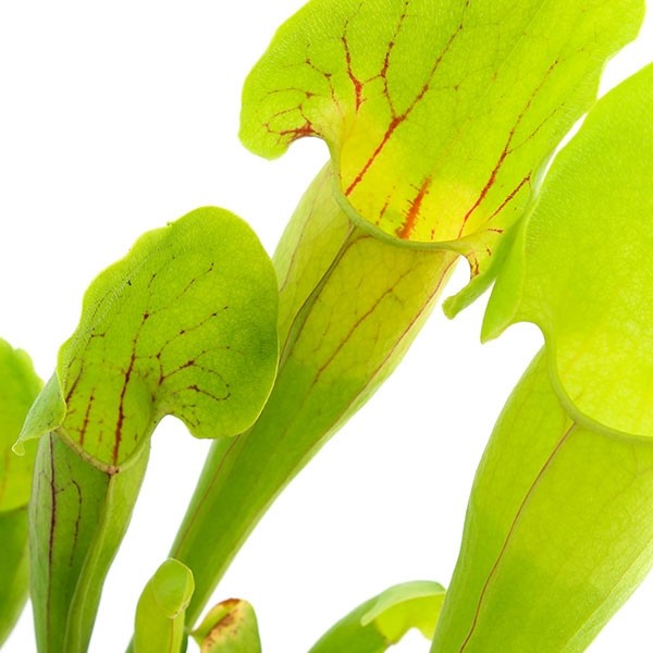 Sarracenia Vogel