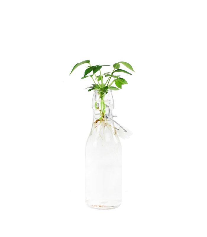 Schefflera idroponica in bottiglia