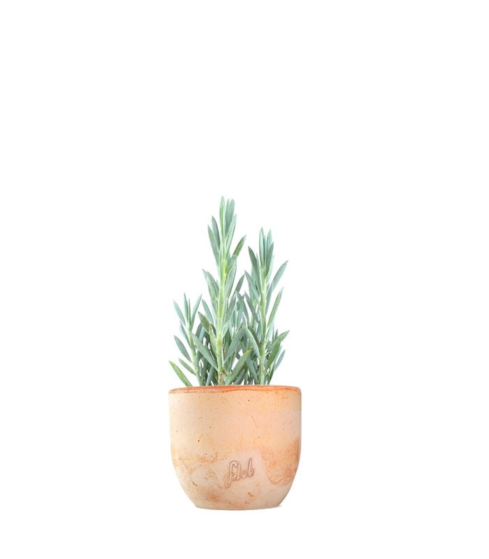 Senecio