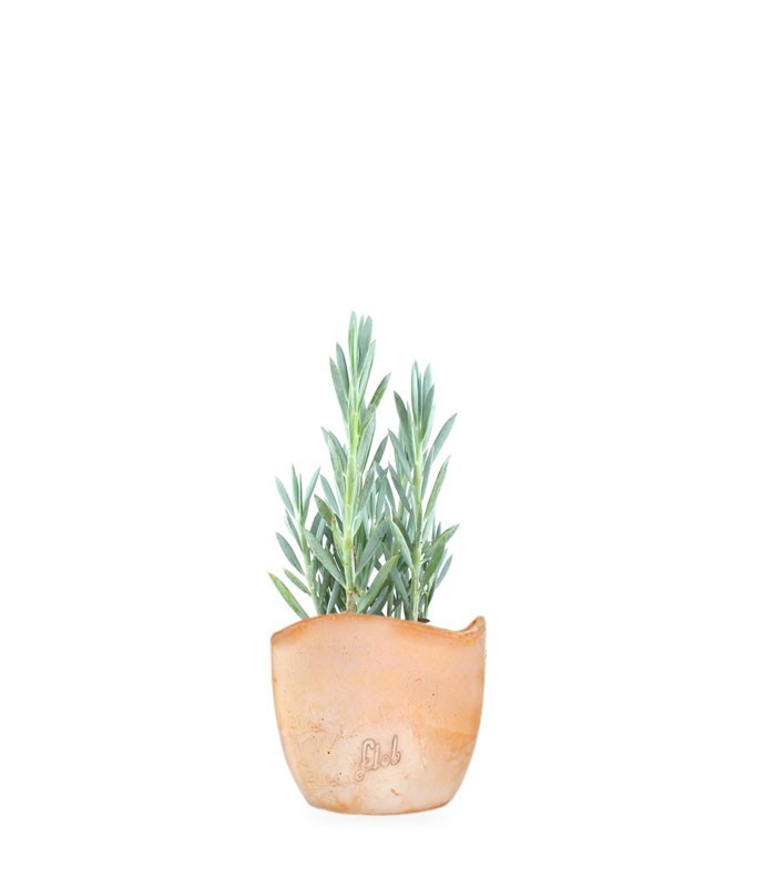 Senecio