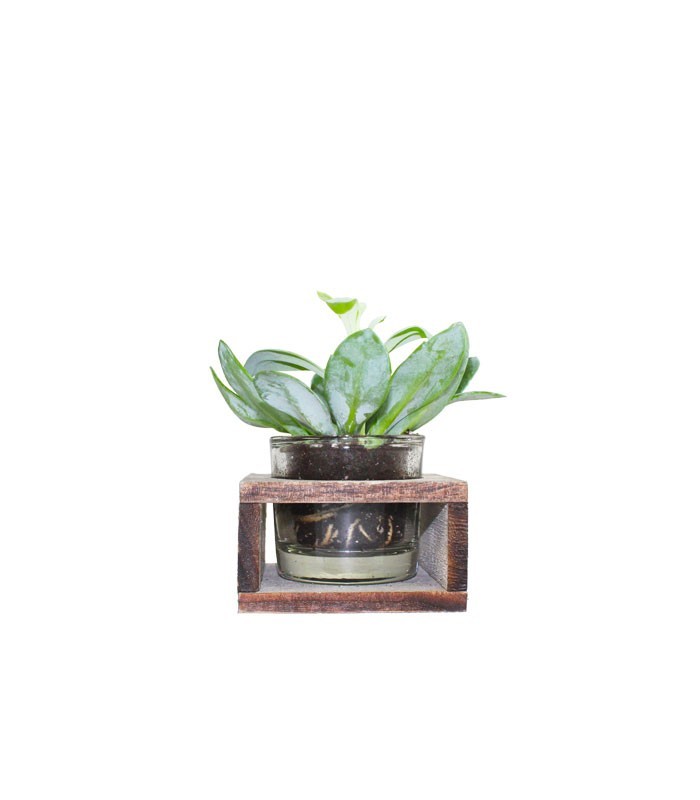 Senecio con supporto in legno