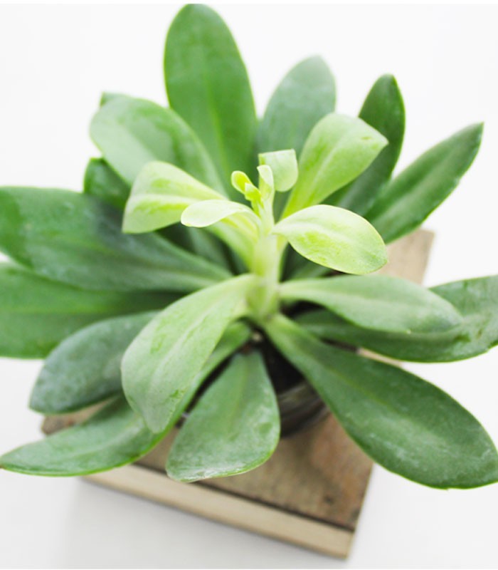 Senecio con supporto in legno