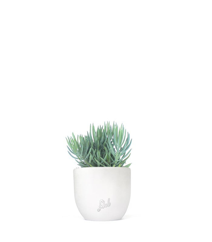 Senecio serpens