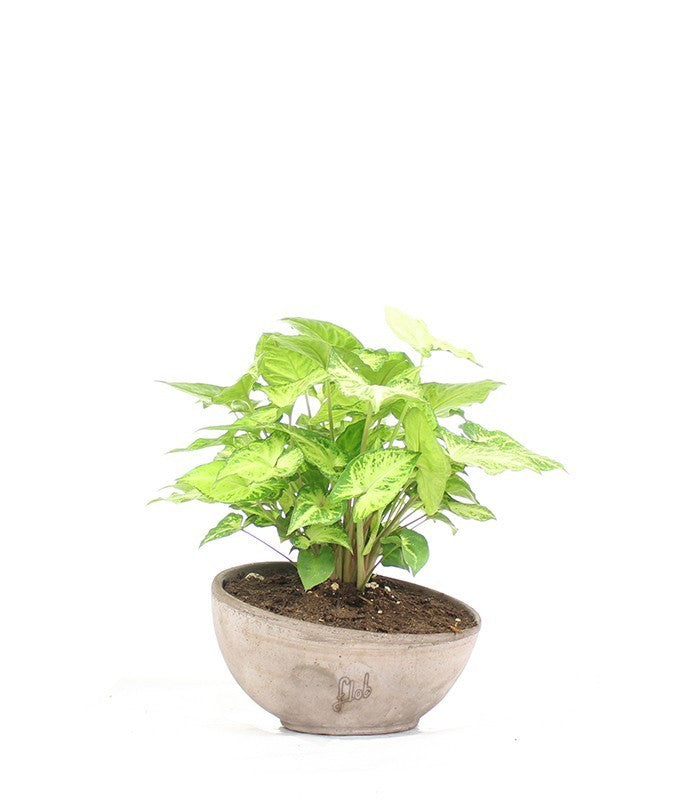 Singonio con vaso ciotola in terracotta cemento