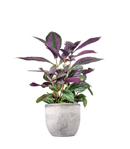 Strobilanthes Dyerianus