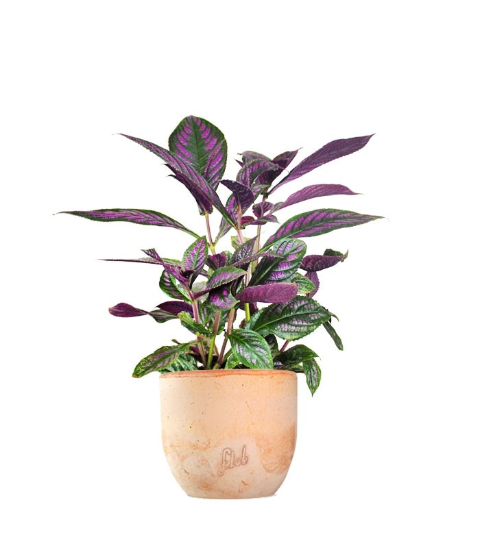 Strobilanthes Dyerianus