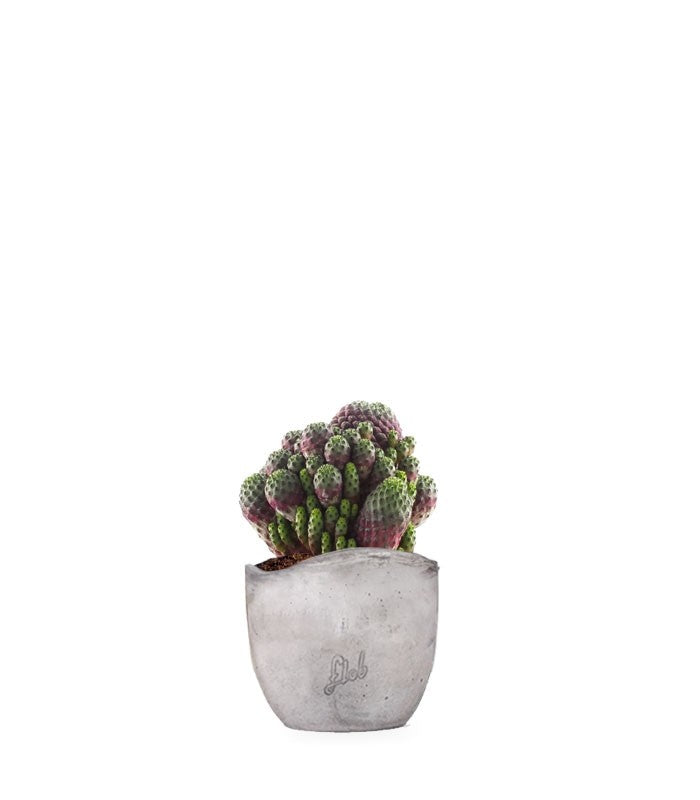 Sulcorebutia rauschii