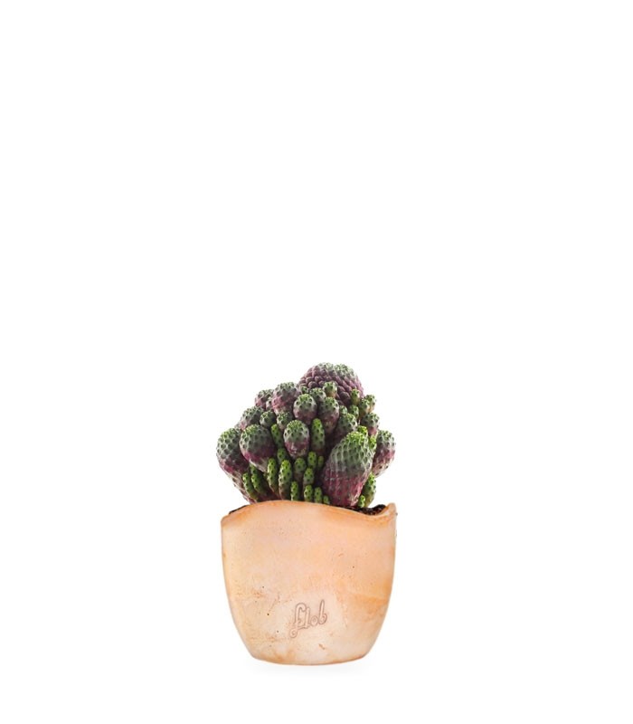 Sulcorebutia rauschii