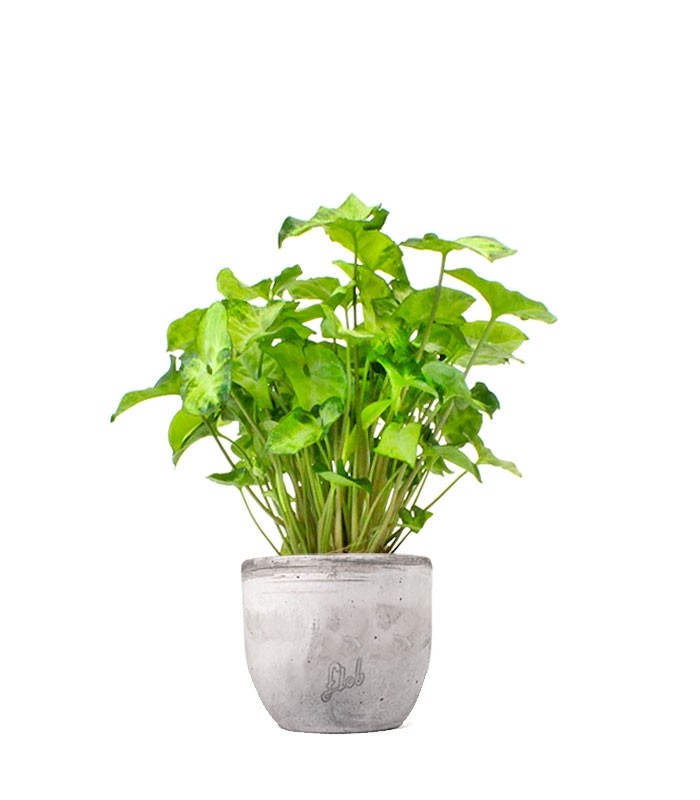 Syngonium