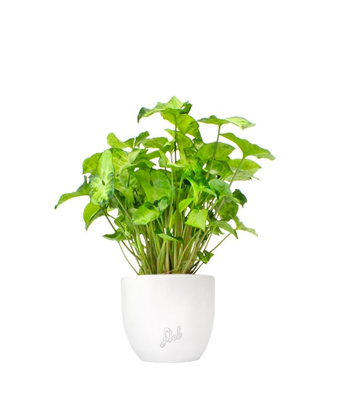 Syngonium