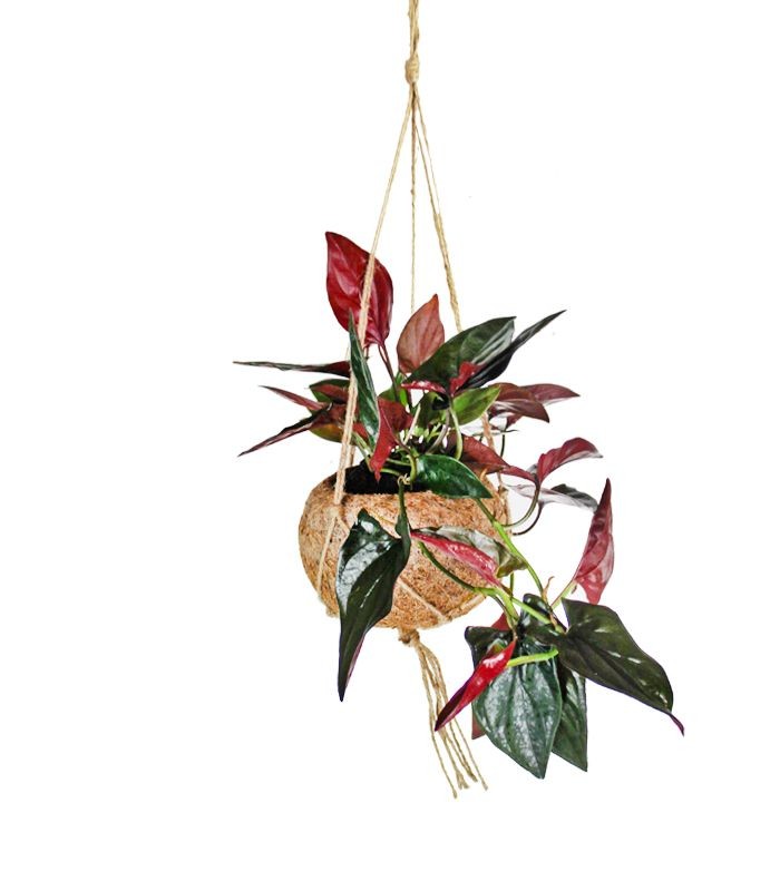 Syngonium erythrophyllum