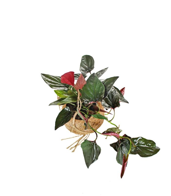 Syngonium erythrophyllum
