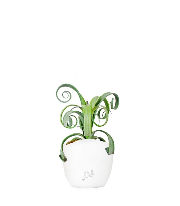 Tillandsia arricciata