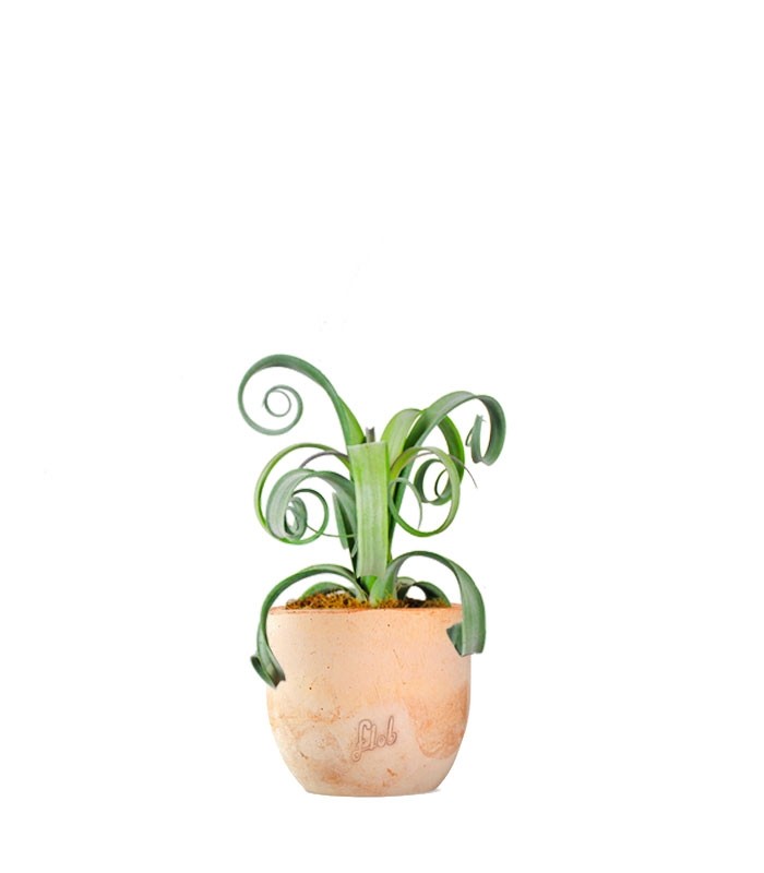 Tillandsia arricciata