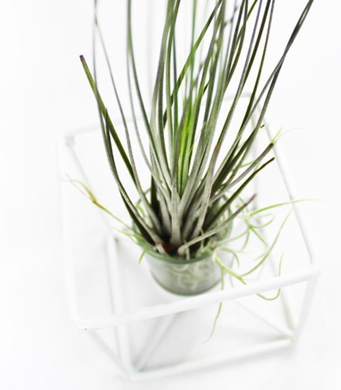 Tillandsia con supporto colore bianco