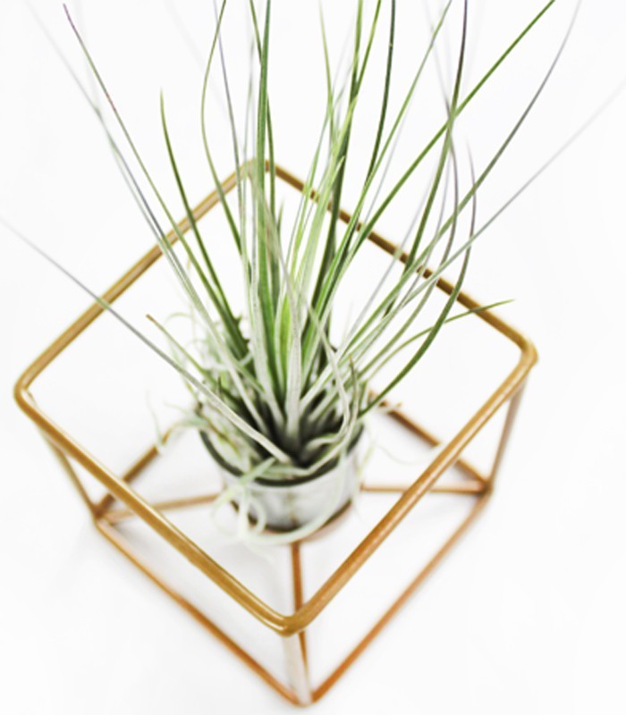 Tillandsia con supporto colore bronzo