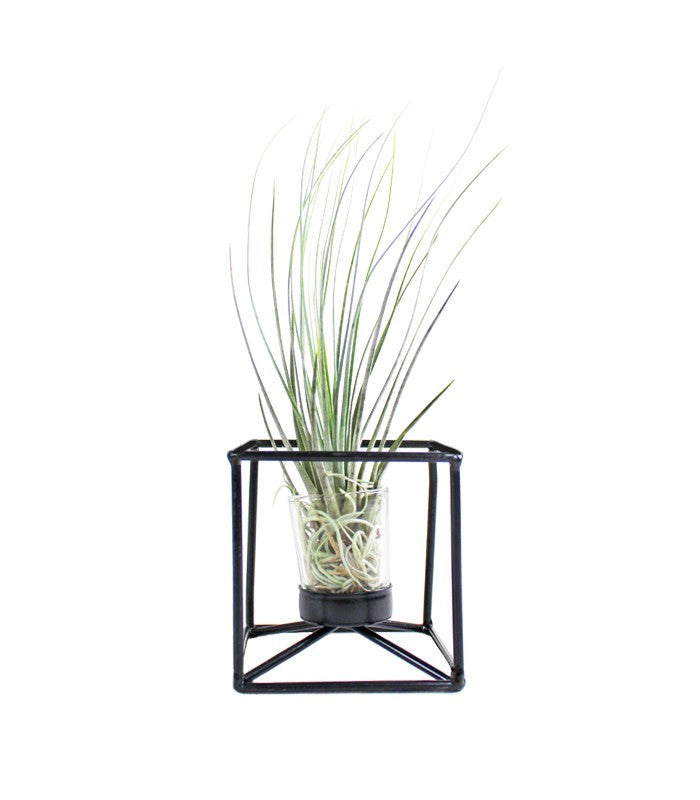 Tillandsia con supporto colore nero