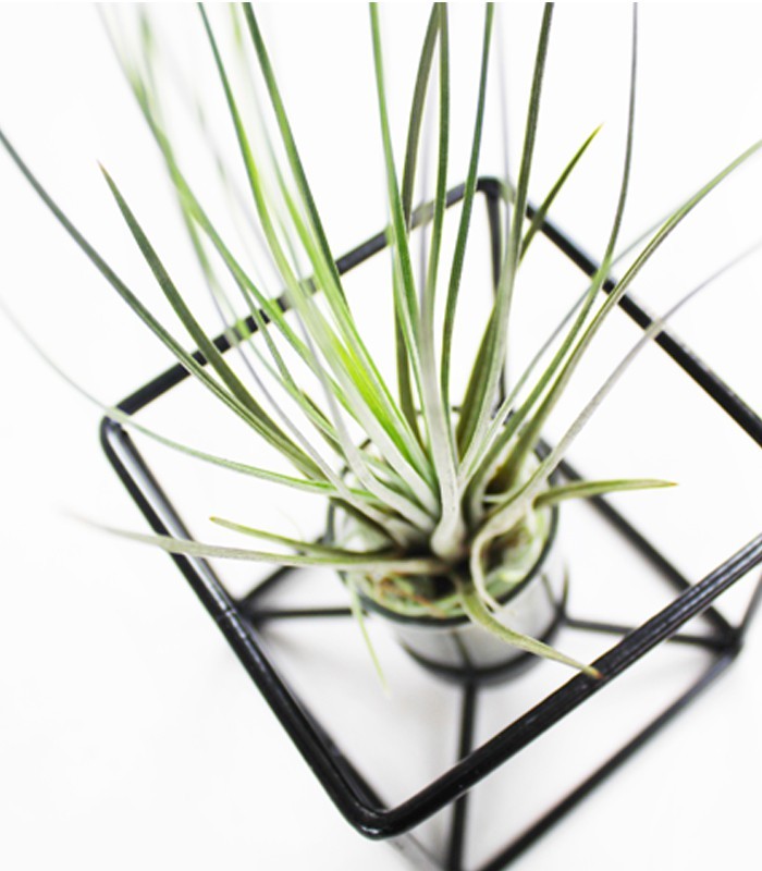 Tillandsia con supporto colore nero