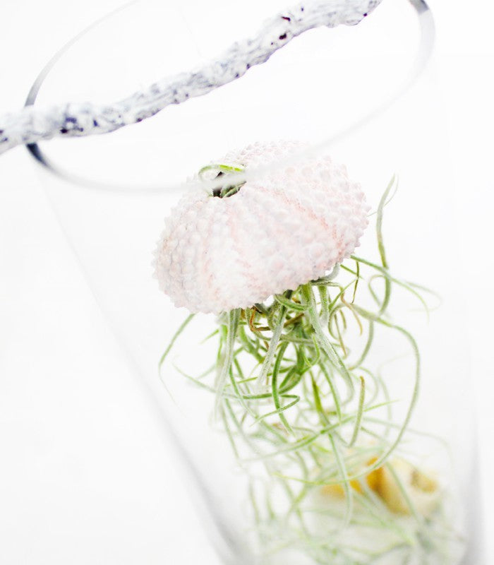 Tillandsia in vetro medusa