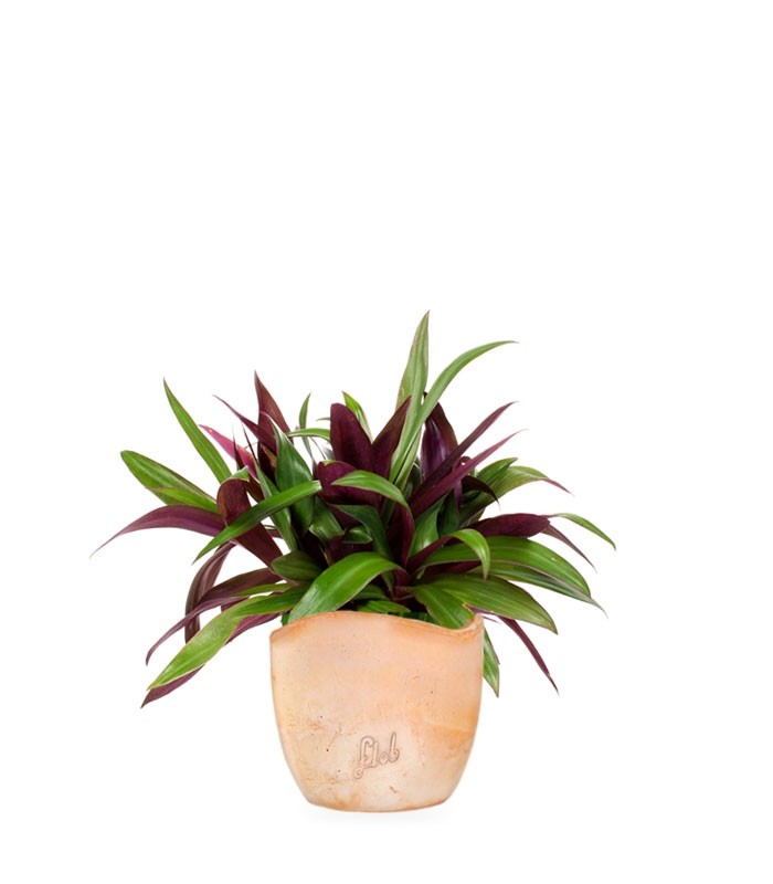 Tradescantia