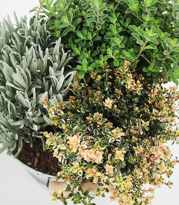 Tris di lavanda maggiorana e timo variegato