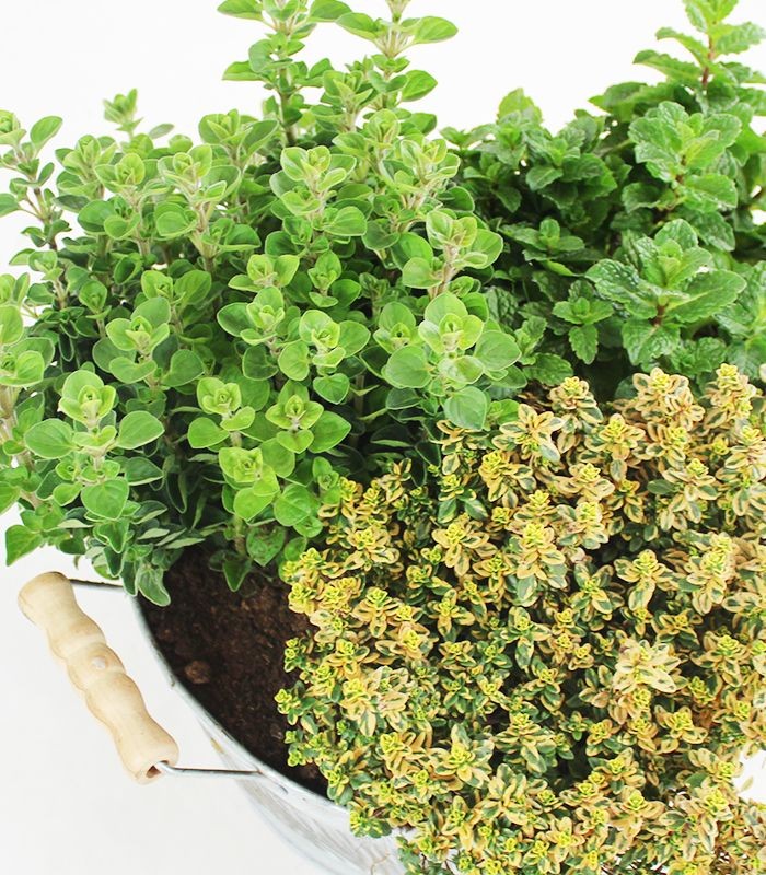 Tris origano, menta mojito e timo limone