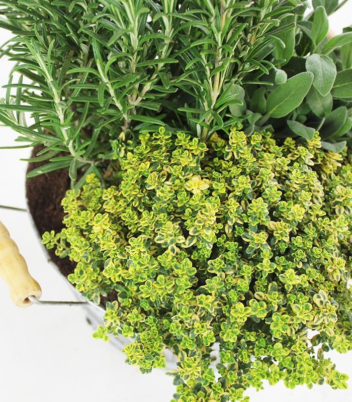 Tris rosmarino, timo limone e salvia