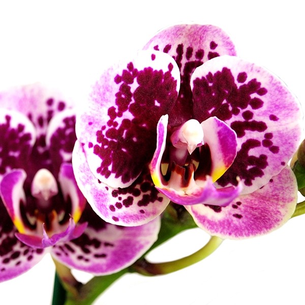 Phalenopsis Rood Scarlet