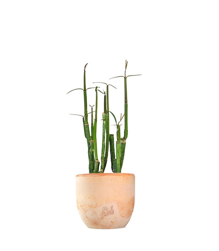 Ceropegia Dichotoma