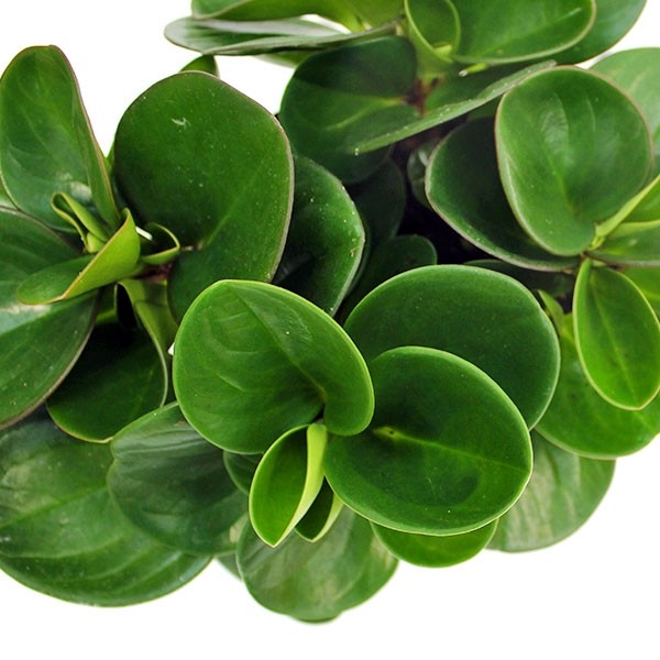 Peperomia obtusifolia | Red Canyon