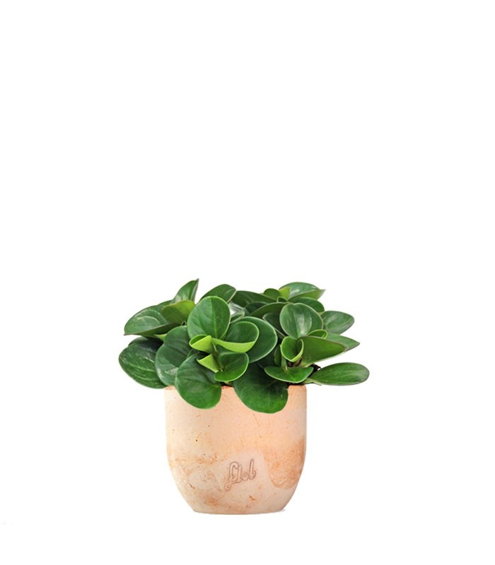 Peperomia obtusifolia | Red Canyon