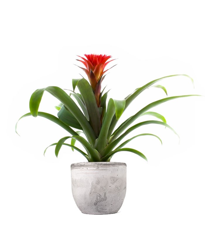 Guzmania Hope