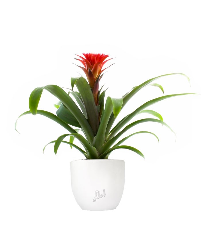 Guzmania Hope