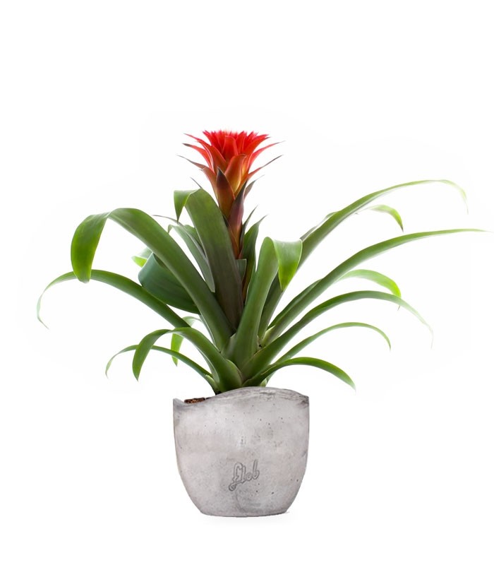 Guzmania Hope