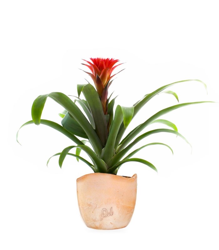 Guzmania Hope