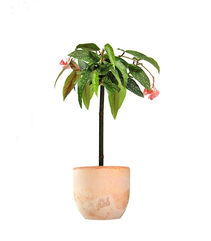 Begonia Tamaya