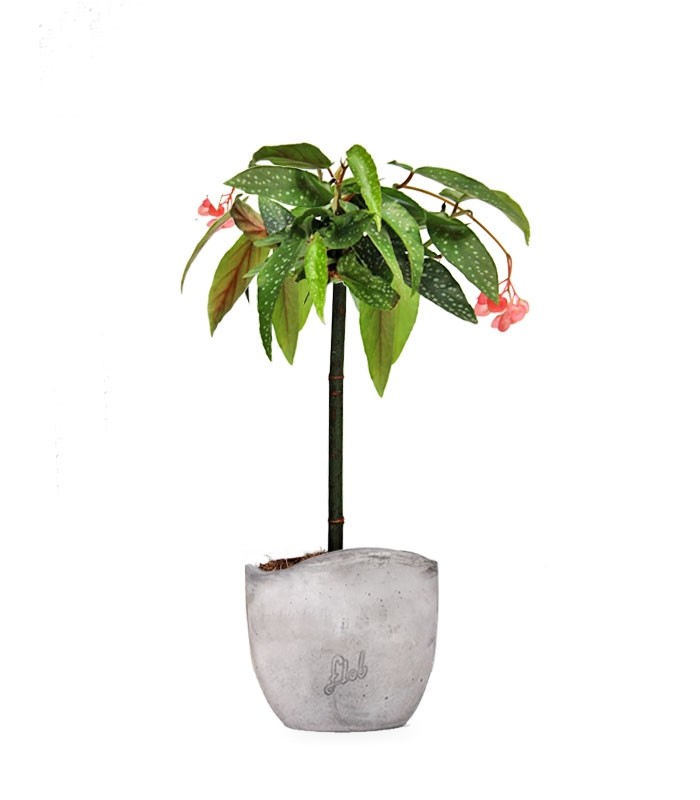 Begonia Tamaya