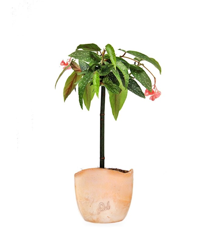 Begonia Tamaya
