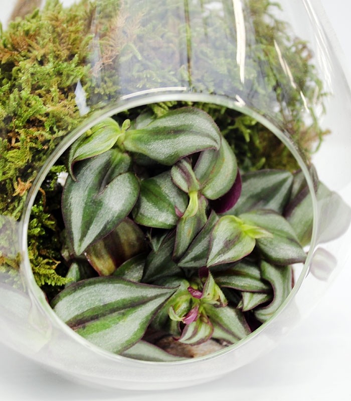 Lampadina con tradescantia