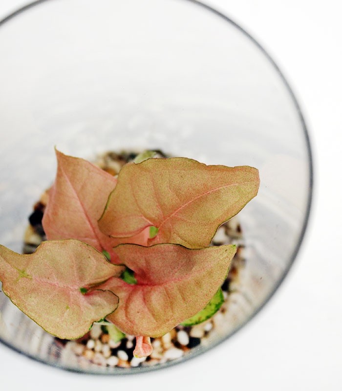 Sygonium rosa in terrarium con led