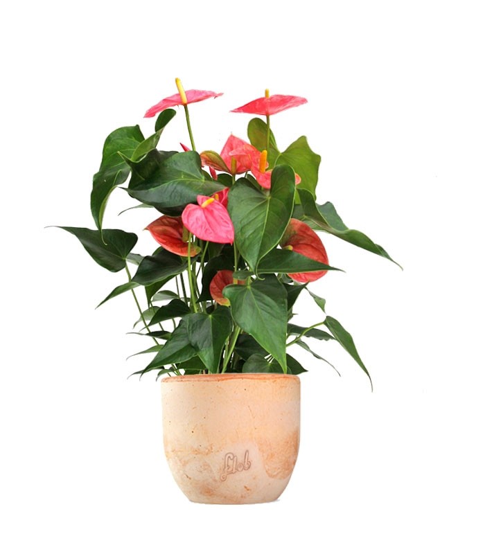 Anthurium rosa