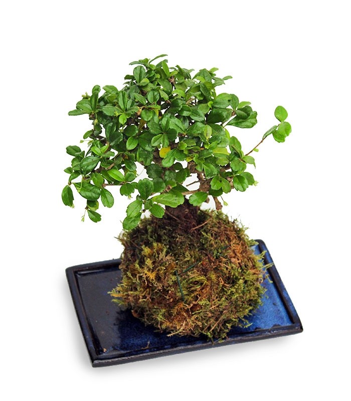 Carmona in kokedama