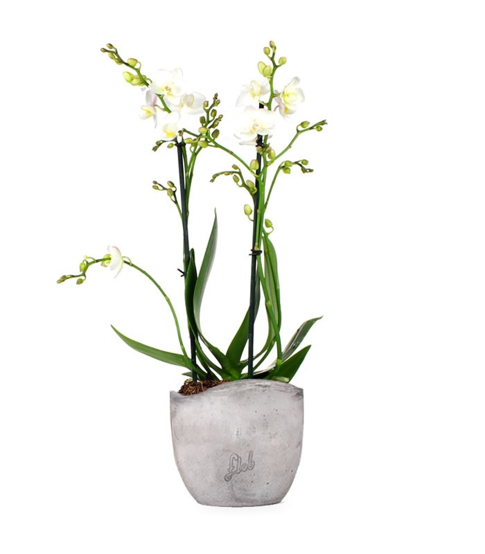 Phalenopsis Bianca