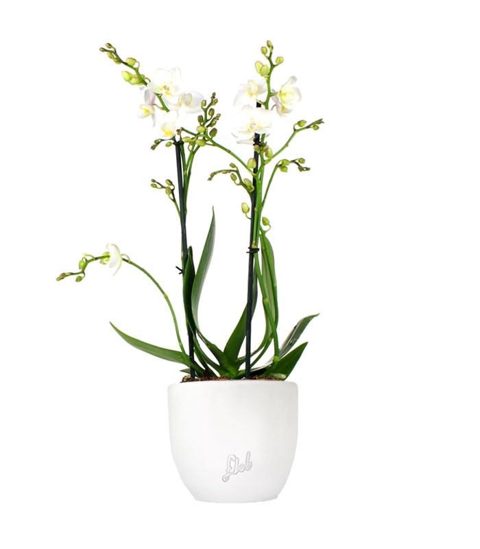 Phalenopsis Bianca