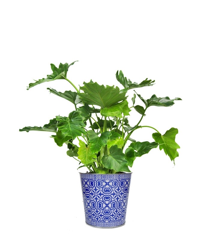 Filodendro Bipinnatifidum "Shangri la"