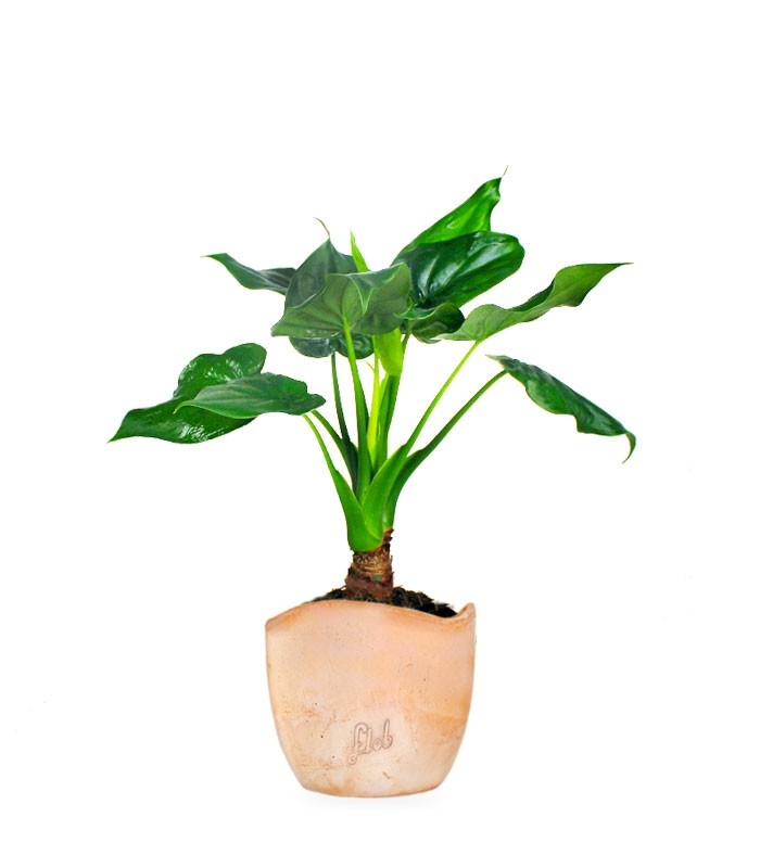 Alocasia cucullata