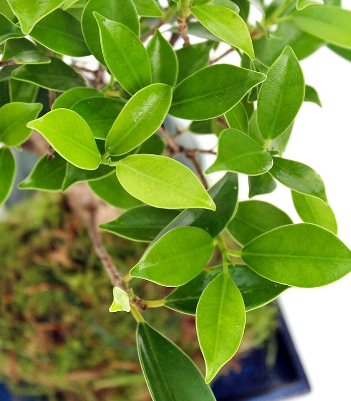 Ficus retusa in kokedama
